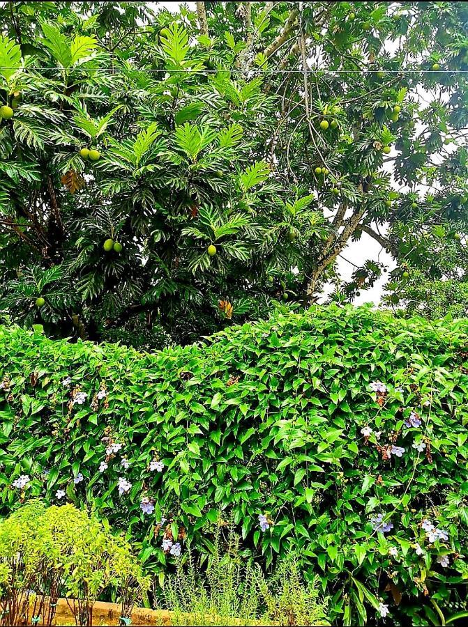 Villa Domingos Martins A Sua Casa Nas Margens Do Rio Exterior foto